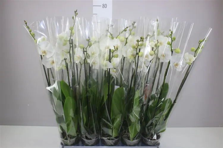 Phal Wit 3 Tak 18+ črepník 12 cm