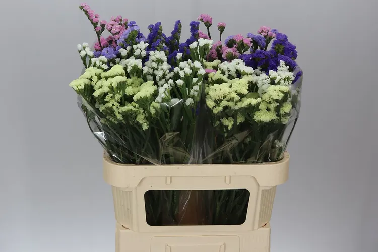 Lim. S Mixed Imp 70 cm