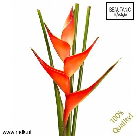 Heliconia St Tropical X10 100 cm