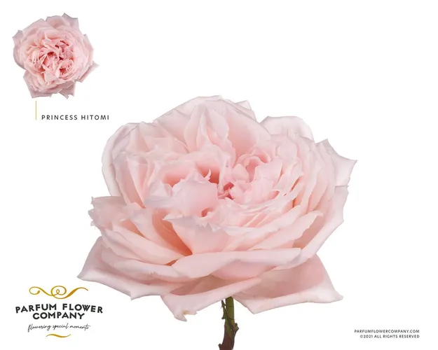 Ruža záhradná Princess Hitomi 50 cm