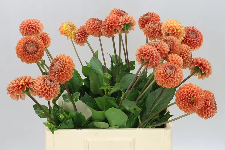 Dahlia Cornel Bronze Ex 65 cm