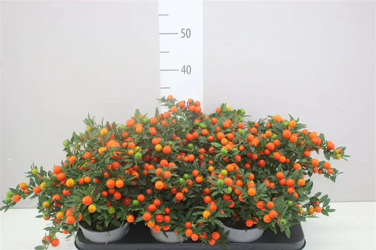 Solanum Ps Bartoli Bes črepník 14 cm