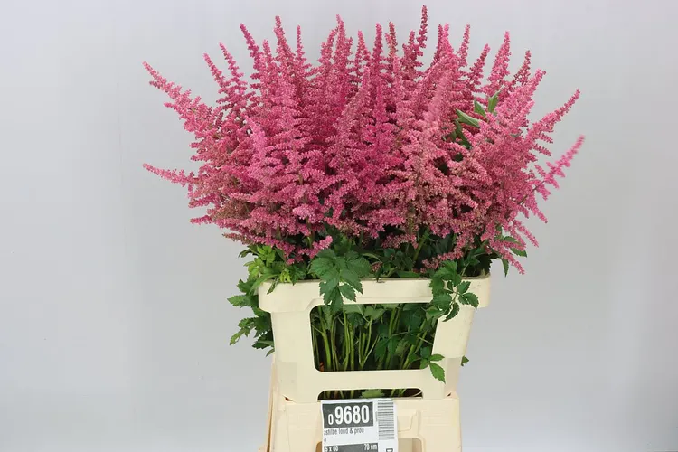 Astilbe Loud & Proud 70 cm