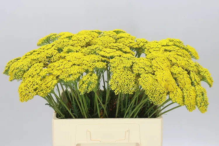 Achillea Parkers Variety 60 cm