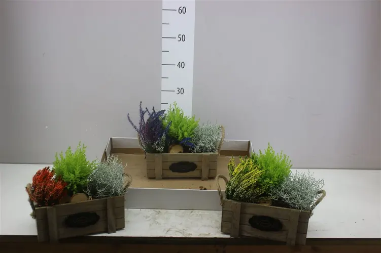 Arr Tuinplanten In Houten Kist Met Touworen črepník 25 cm