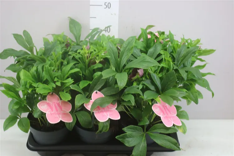 Helleborus Or Viv Victoria črepník 17 cm