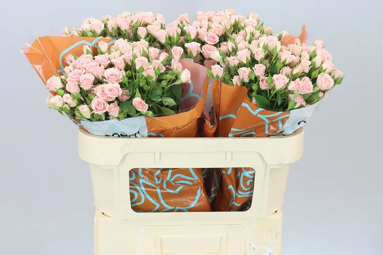 Rosa Tr Lydia 70 cm