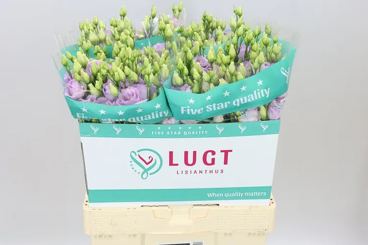 Eust Du Lisanne Lavendel 70 cm