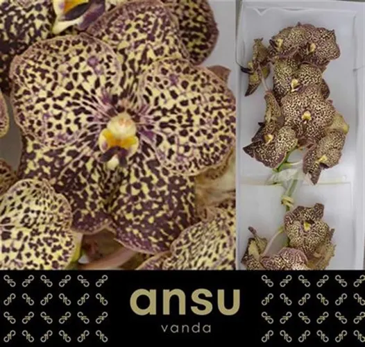 Orchidea Vanda Su Oce Mocha 25 cm