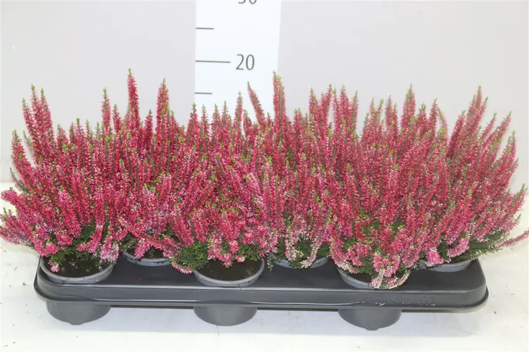 Calluna Beauty Ladies Rood črepník 9,5 cm