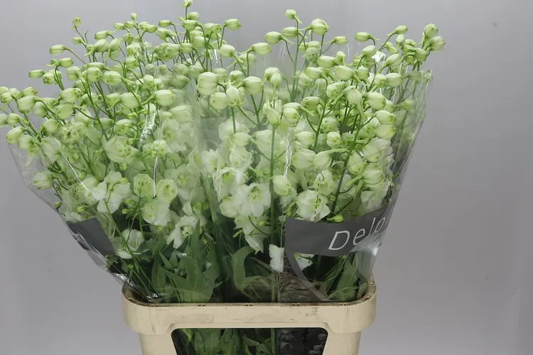 Stračonôžka Elatum Centurion White 100 cm