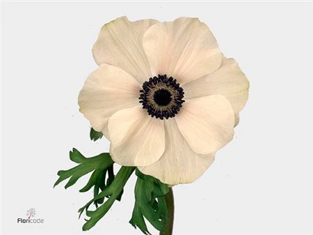 Sasanky (Anemone)