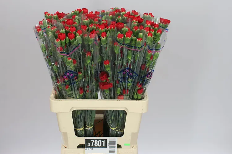 Di Tr Red 65 cm