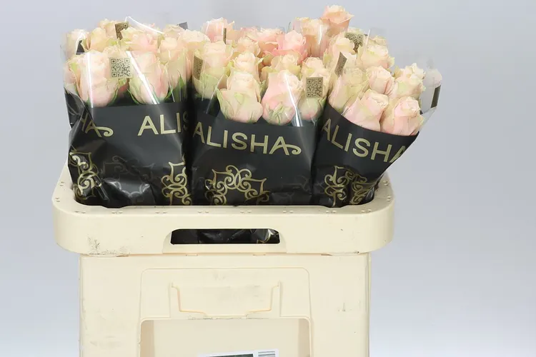 Rosa Gr Lady Cava 60 cm