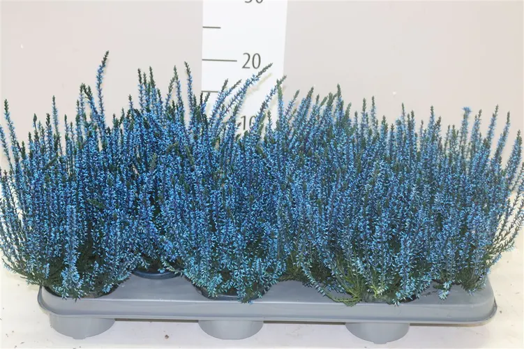 Calluna Geverfd Blauw črepník 9,5 cm