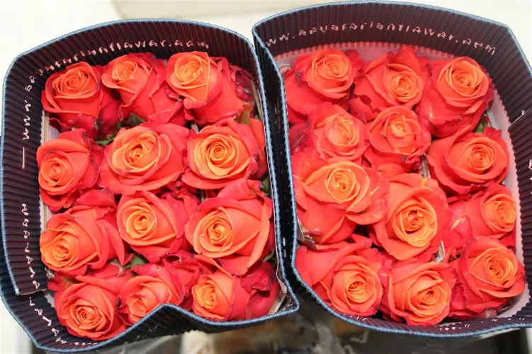 Rosa Gr Ec Orange Crush 50 cm