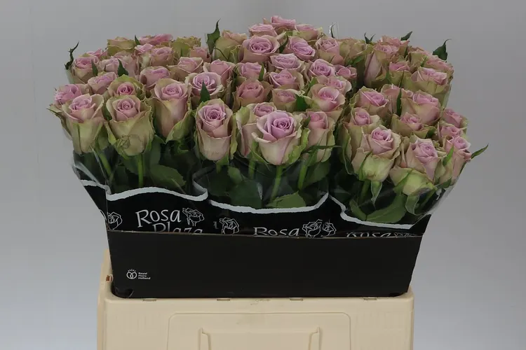 Ruža Samantha's Bridal 60 cm