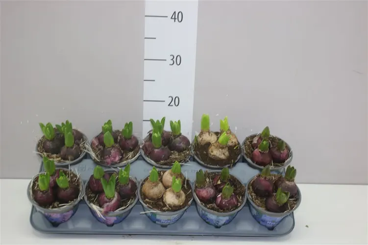 Hyacint mix 3pp črepník 12 cm