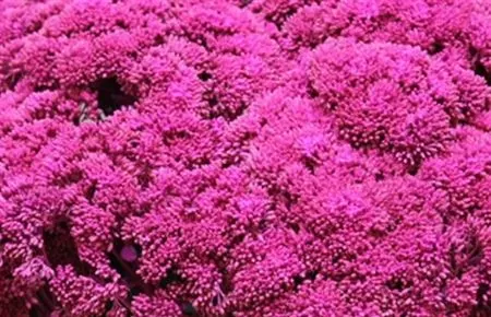 Sedum farbené Cerise 55 cm