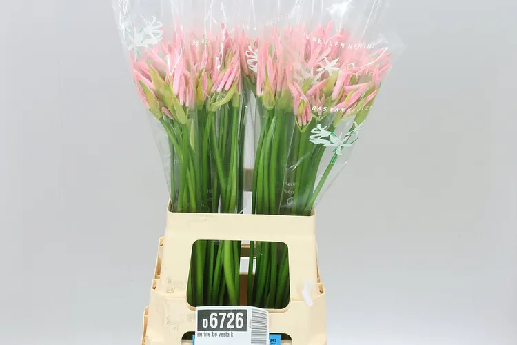 Nerine Bo Vesta K 60 cm
