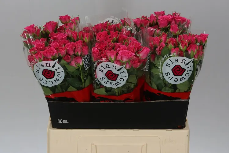 Rosa Tr Lianne 60 cm