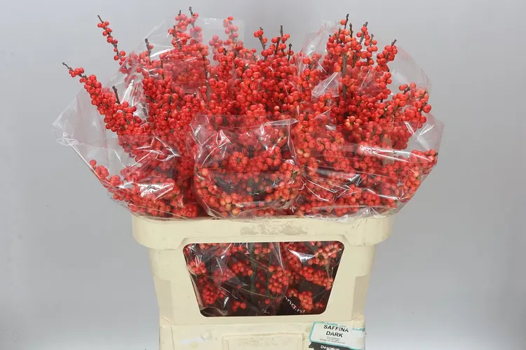 Ilex Oudijk's Orange 80 cm