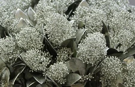 Skimmia farbená Platina 45 cm
