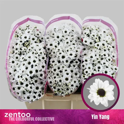 Chryzantéma santini Yin Yang 55 cm