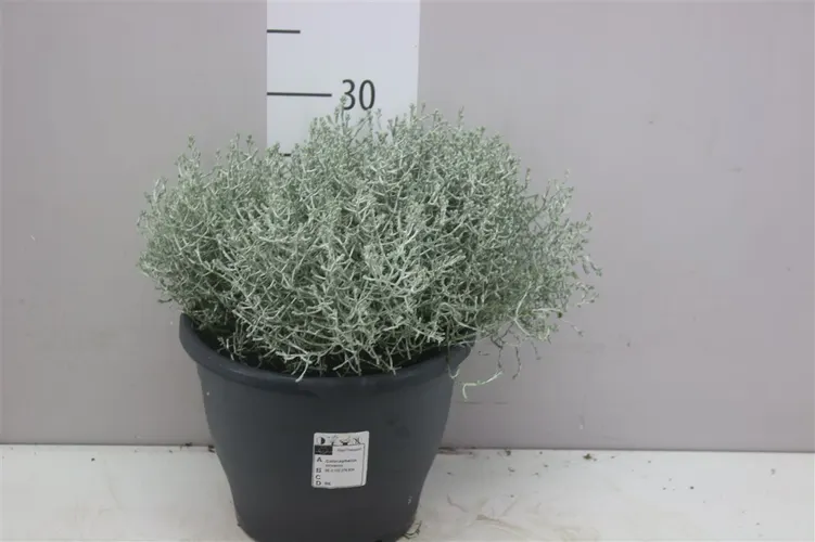 Calocephalus črepník 23 cm