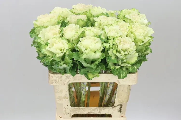 Brassica First White 60 cm
