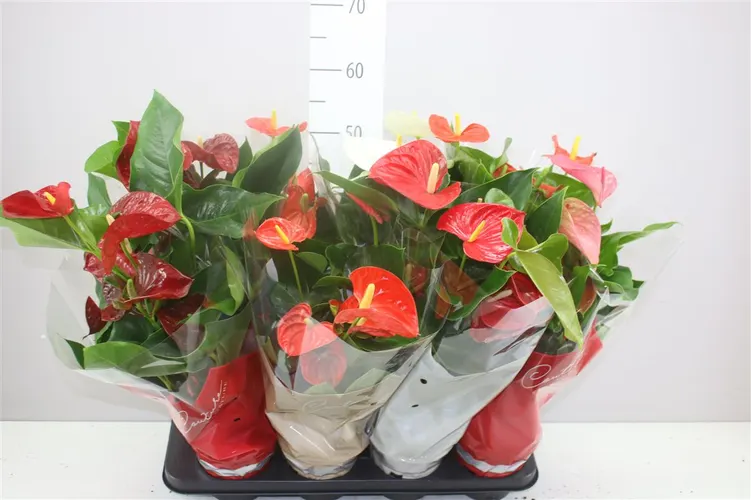 Antúrium mix črepník 14 cm