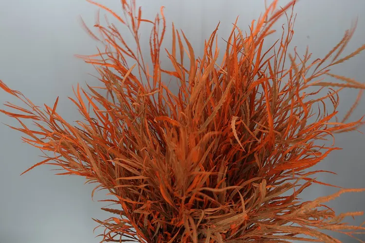 Grevilea Orange 80 cm