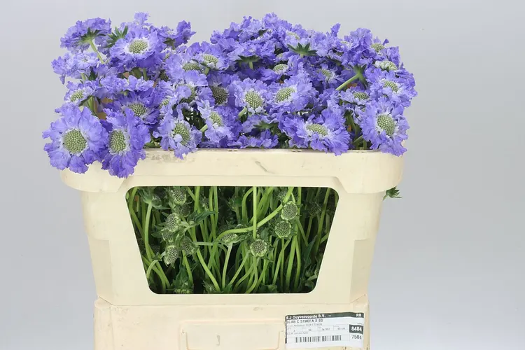 Scabiosa C Staefa 65 cm