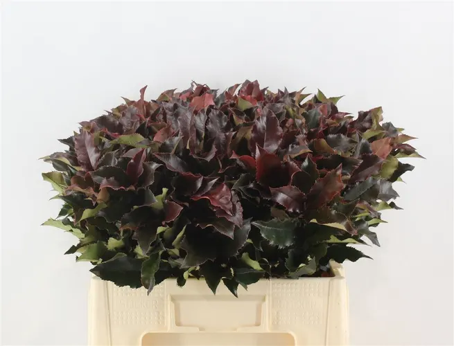 Photinia Magical Volcano 60 cm