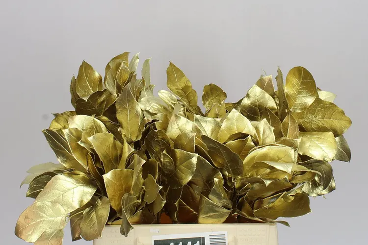 Salal Tips Gold 45 cm