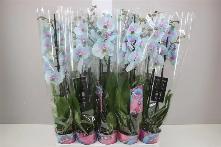 Orchidea Phalaenopsis Wonder Of Nature, 2 výhony črepník 12 cm