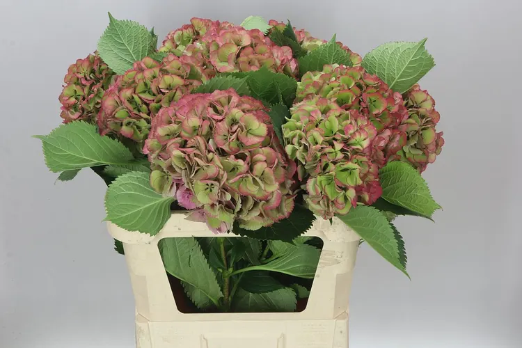 Hortenzia Elbtal Classic Green Red (vuurbaak) 80 cm