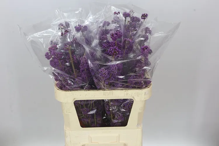 Callicarpa Bod Profusion 80 cm