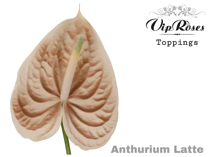 Antúrium A Latte 50 cm