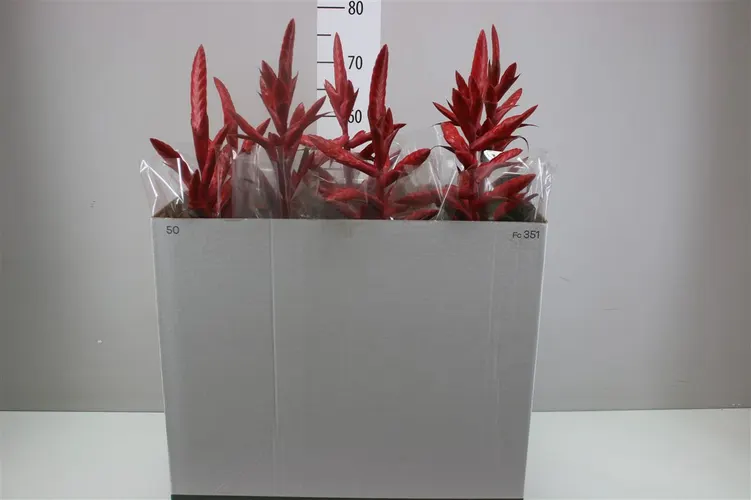 Tillandsia Naomi črepník 15 cm