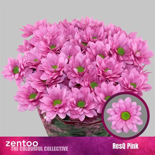 Chryzantéma trsová Resq Pink 70 cm
