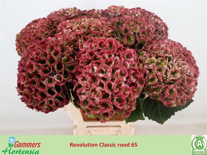 Hortenzia Revolution Classic 65 cm