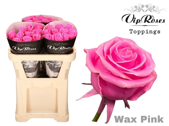 Ruža Wax Pink X30 998 70 cm