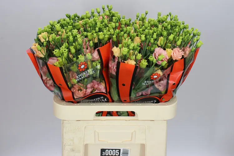 Eust Du Sabrina Orange Waalzicht 72 cm