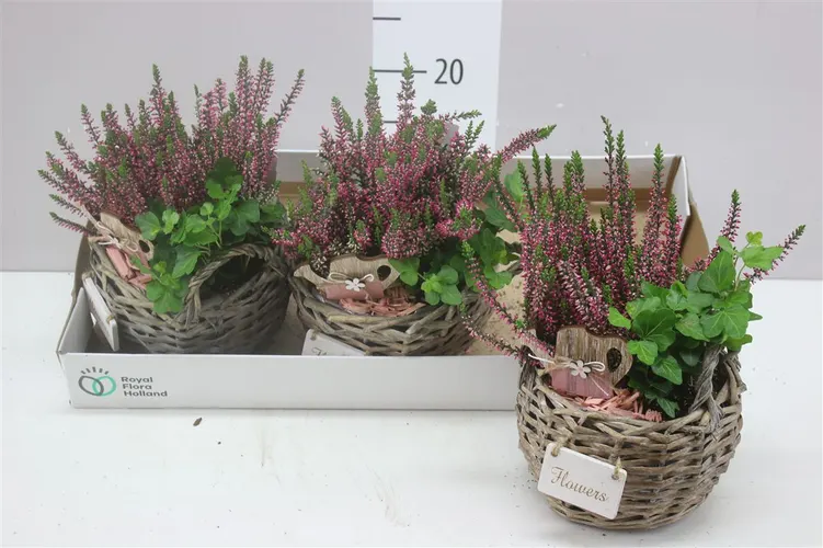Arr Tuinplanten In Mand črepník 18 cm