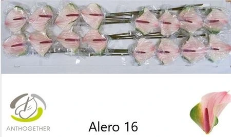 Antúrium Alero