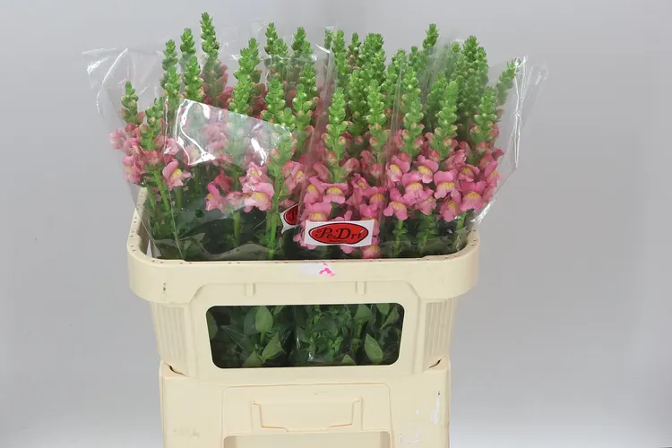 Papuľka Antibes Pink 75 cm