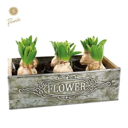 Hyacinth mix 6900 Flower Zink 6pp črepník 27 cm