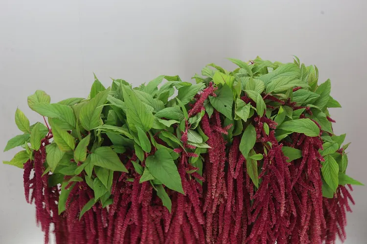 Amaranthus Ca Red Cord 80 cm