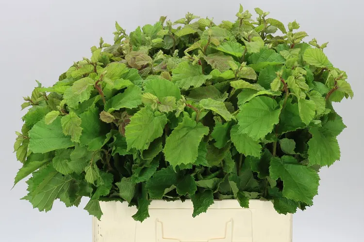 Corylus Av Aurea 60 cm